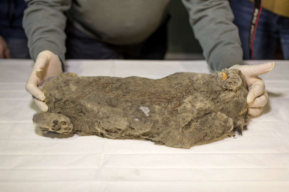 Az örökfagy tökéletesen megőrizte az 50 ezer éves barlangi oroszlánkölyök tetemét