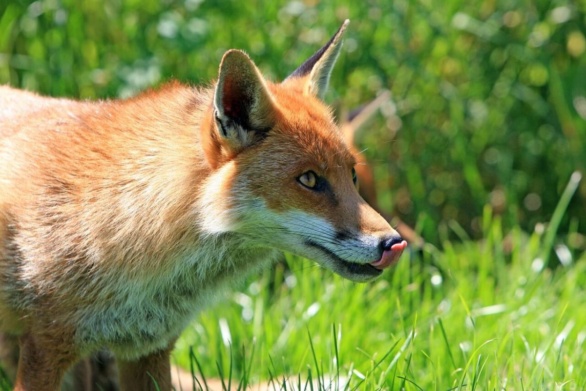 Hétvégén indul a vadon élő rókák őszi veszettség elleni immunizálási kampánya