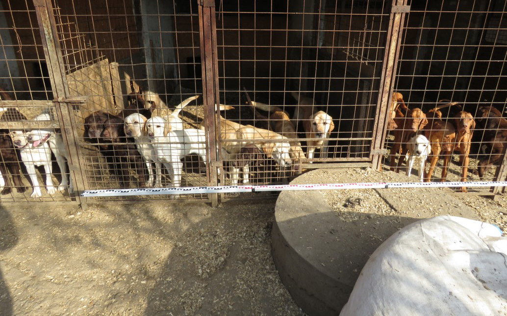 Legyengült kutyák egy Gyulai tanyán, tulajdonosukat állatkínzással gyanúsítják