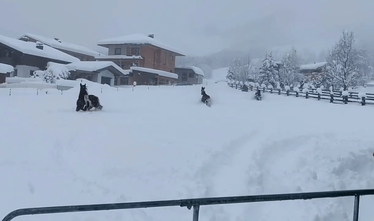 Így játszanak a lovak az óriási hóban!