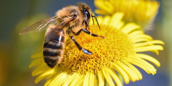 méhészeti, méhek, méhcsaládok