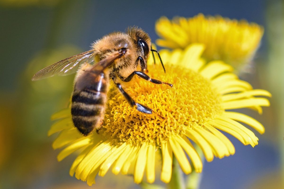Méhkímélő technológia alkalmazása gabonafélékben virágzás idején