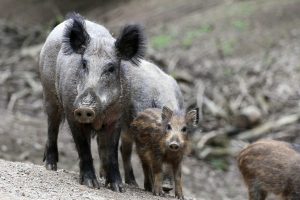 Fejér, vaddisznók, asp, afrikai, Sertéspestis, vaddisznóállomány