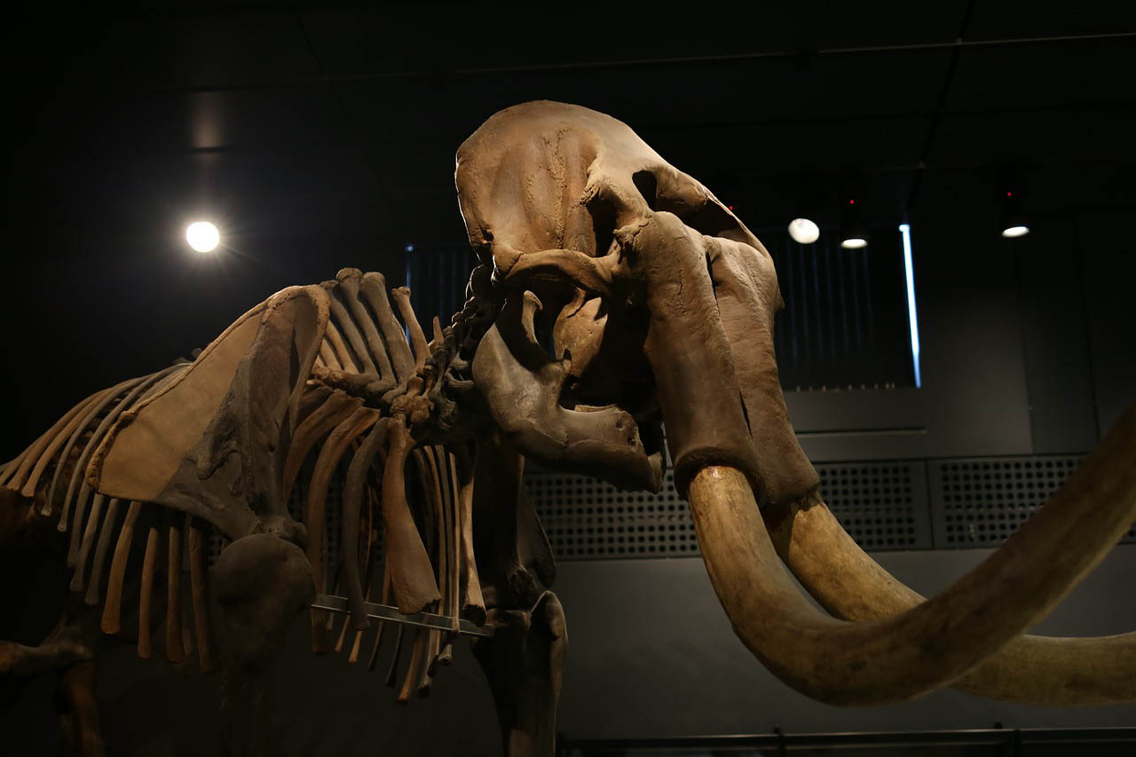 A pécsi mamut maradványait mutatja be a Janus Pannonius Múzeum