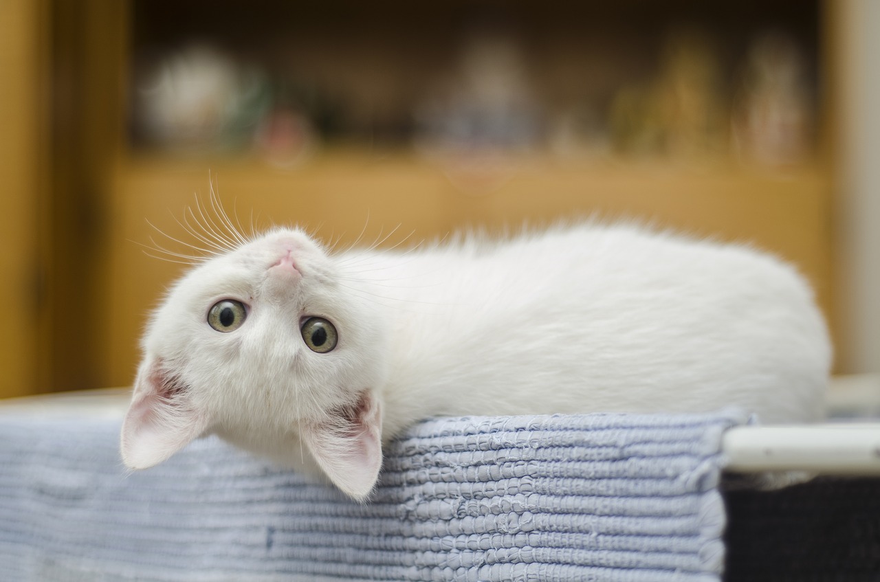 A macskatulajdonosok személyisége befolyásolhatja kedvencük viselkedését
