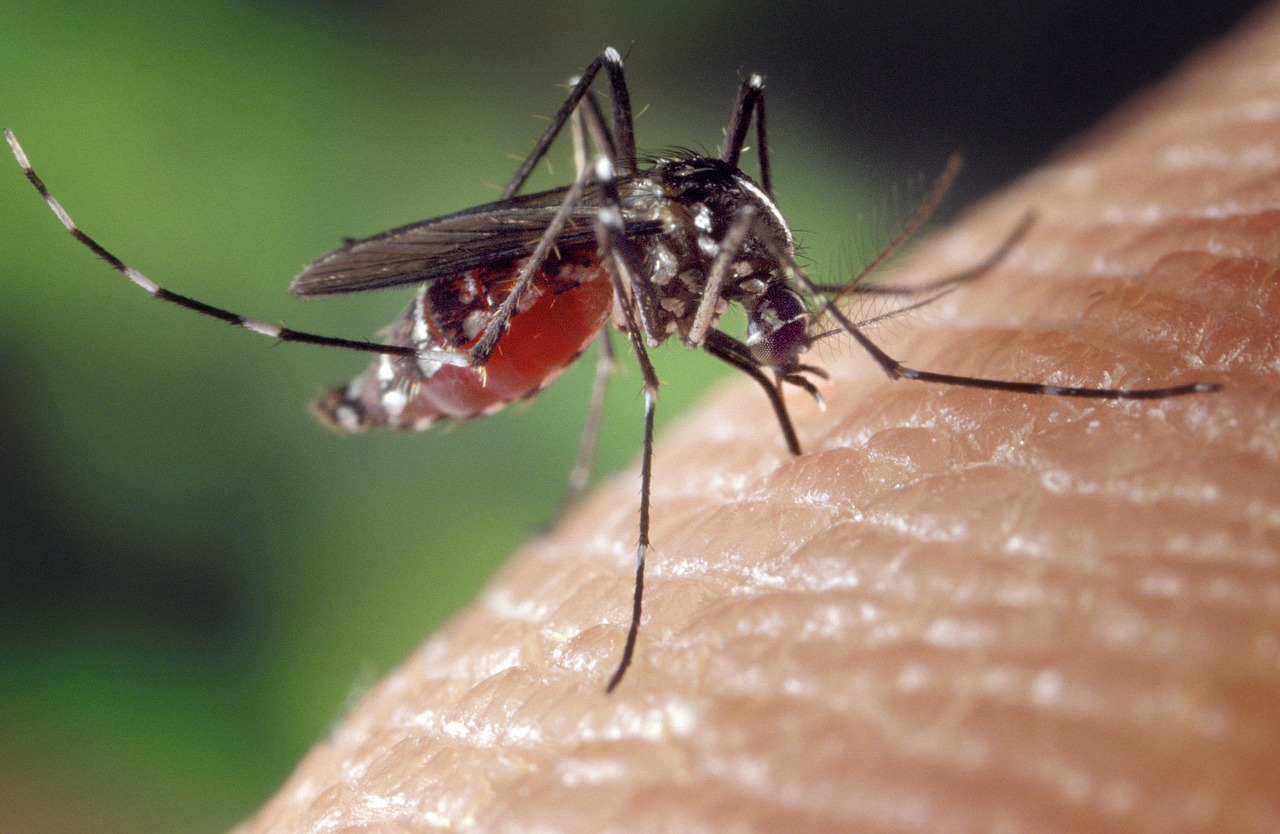 Gyógyszerrel csökkentették a betegségeket terjesztő szúnyogok “vérszomját”