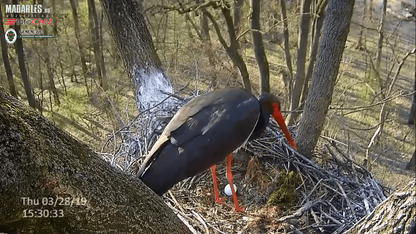 Idén is élőben követhető a gemenci fekete gólyák élete