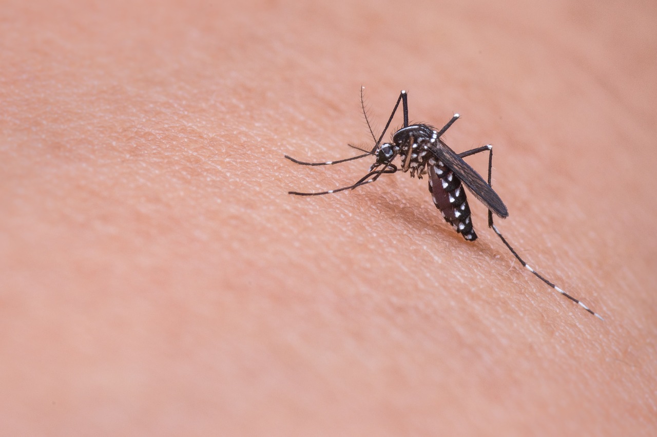 A globális felmelegedés kedvez a betegségterjesztő szúnyogoknak