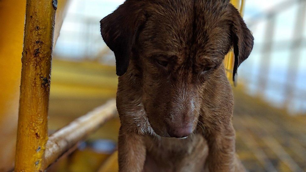 A szárazföldtől 220 kilométerre mentettek ki egy kutyát a tengerből Thaiföldön