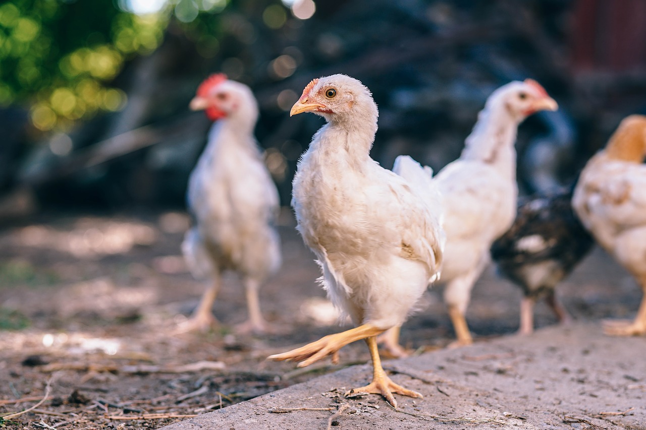 2019 a csirke éve: óriásit szakítanak idén a magyar baromfitartók