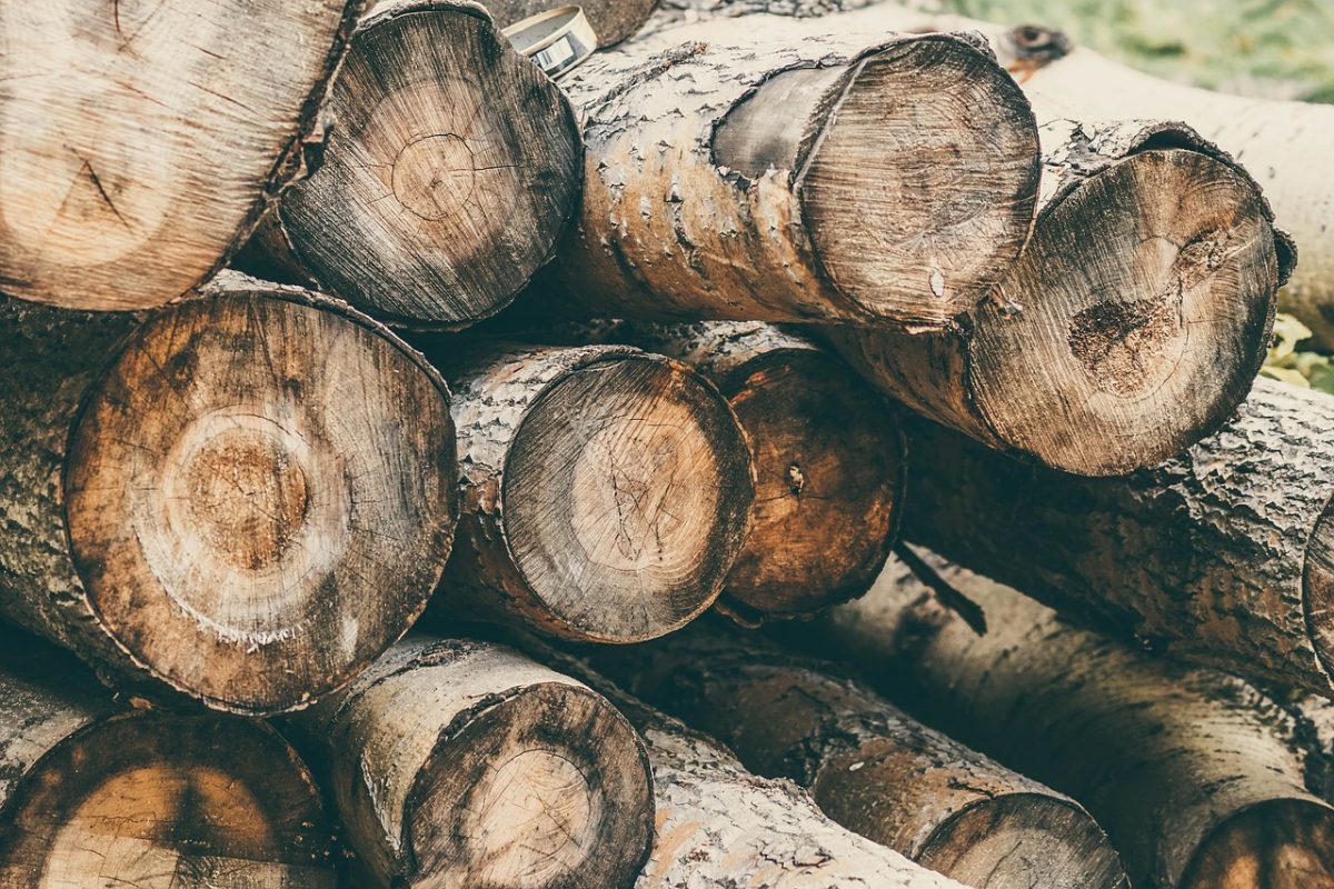 Már regisztrálhatnak az erdőgazdálkodók, tűzifa-értékesítők az online piactérre