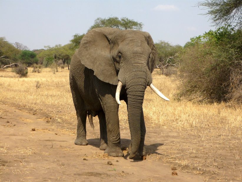 namíbia, elefánt