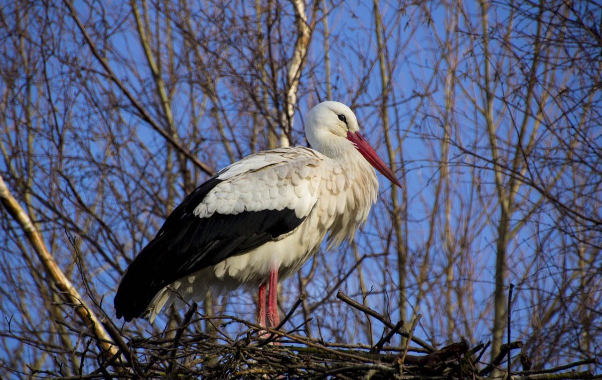 Évszázadok óta először születtek vadon fehér gólyák Nagy-Britanniában