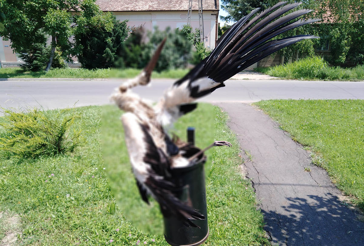 Valaki úgy gondolta Gyulán, hogy az elpusztult gólya tetemét egy utcán lévő szemeteskukában helyezi el