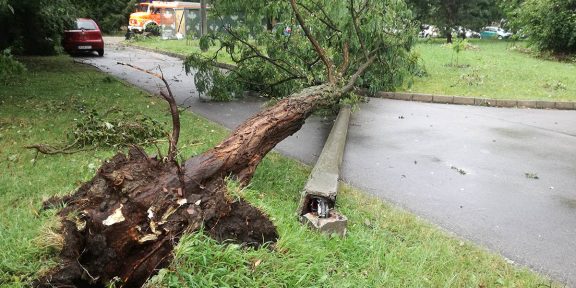 Kidőlt fák, vihar, fakidőlés, katasztrófavédelem