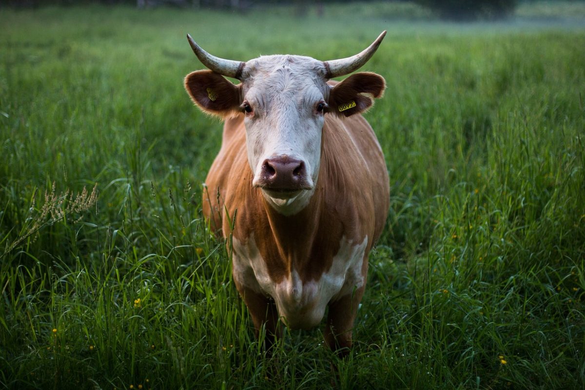 Útmutatókat készített a Nébih a szarvasmarha gümőkór elleni védekezéshez