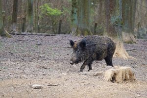 Rendkívüli vaddisznóállomány-csökkentést rendelt el az országos főállatorvos Rendkívüli vaddisznóállomány-csökkentést rendelt el az országos főállatorvos