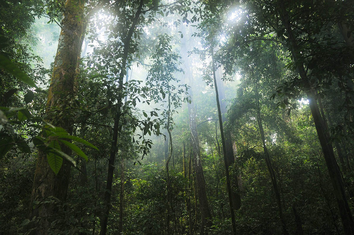 Az erdőirtáshoz köthető szén-dioxid-kibocsátás jóval alacsonyabb az eddig véltnél