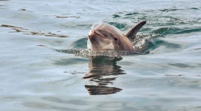 delfin