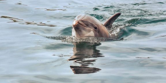 delfin