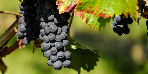 szőlő, szőlőtermelők ellenőrzése