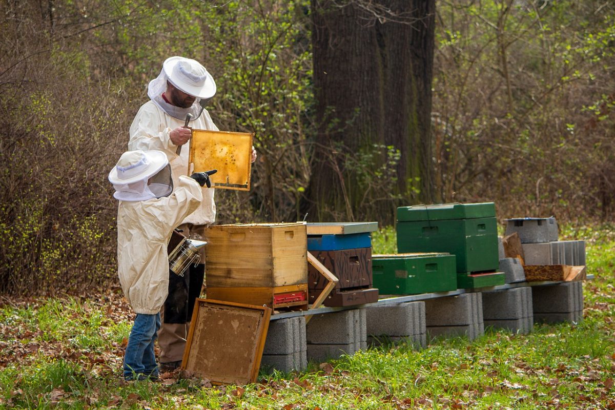 A méhészek legnagyobb kihívása a méhcsaládok életben tartása