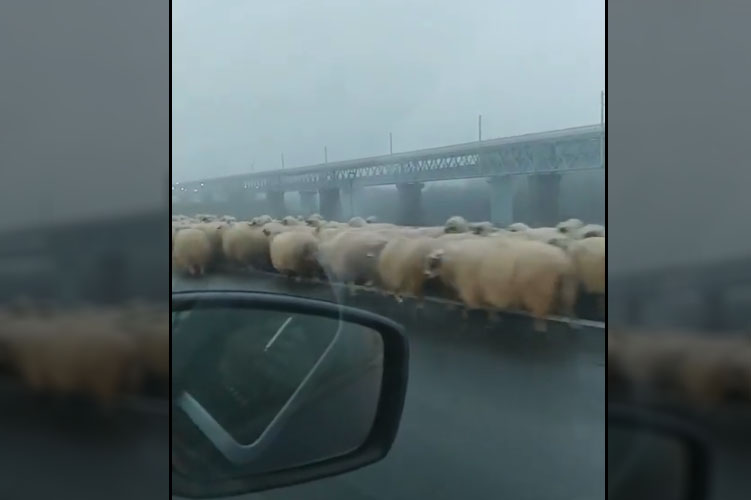 Autópályahídon terelte nyáját egy román pásztor (videó)
