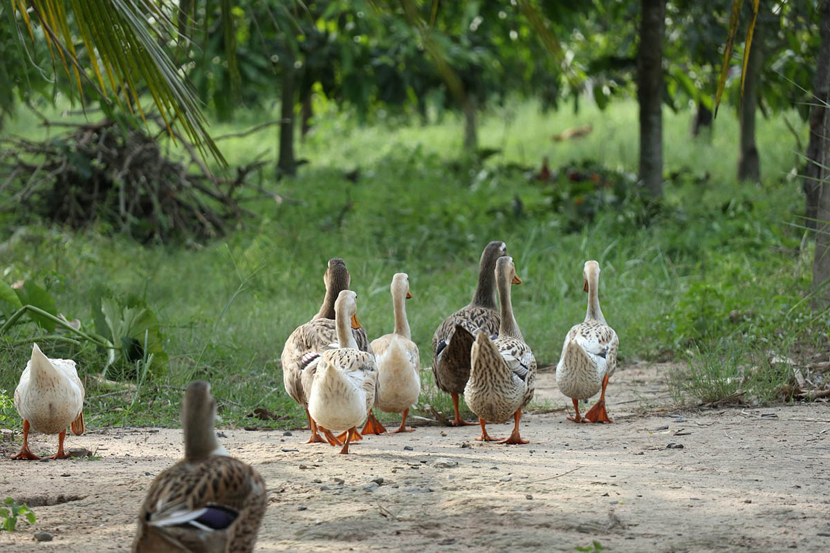 Békés megyében feloldotta a Nébih a madárinfluenza miatt felállított védőkörzeteket