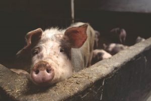 Először azonosították az afrikai sertéspestist házi sertésállományban Magyarországon