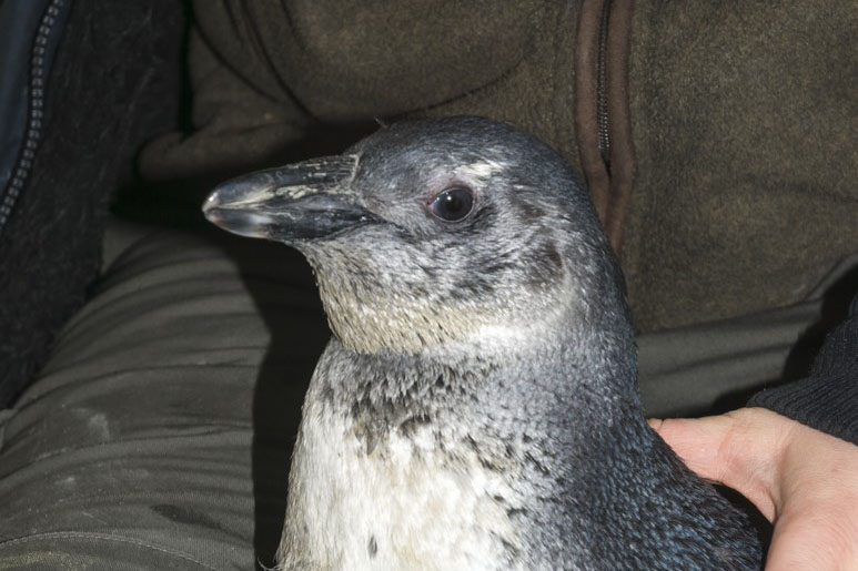 Pingvinfióka kelt ki a Szegedi Vadasparkban