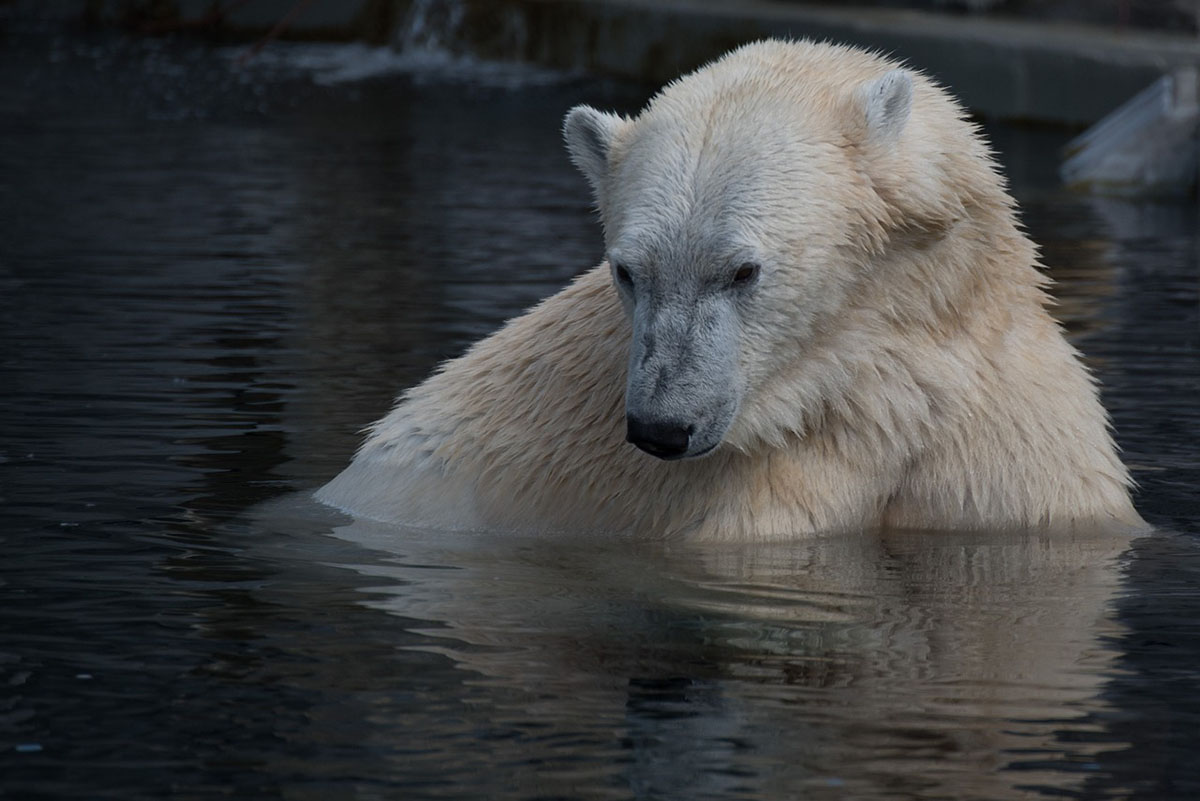 Erősen olvad a jegesmedvék utolsó menedéke is