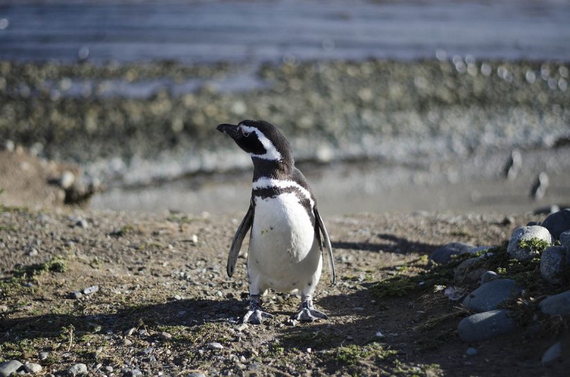 antarktisz, pingvin
