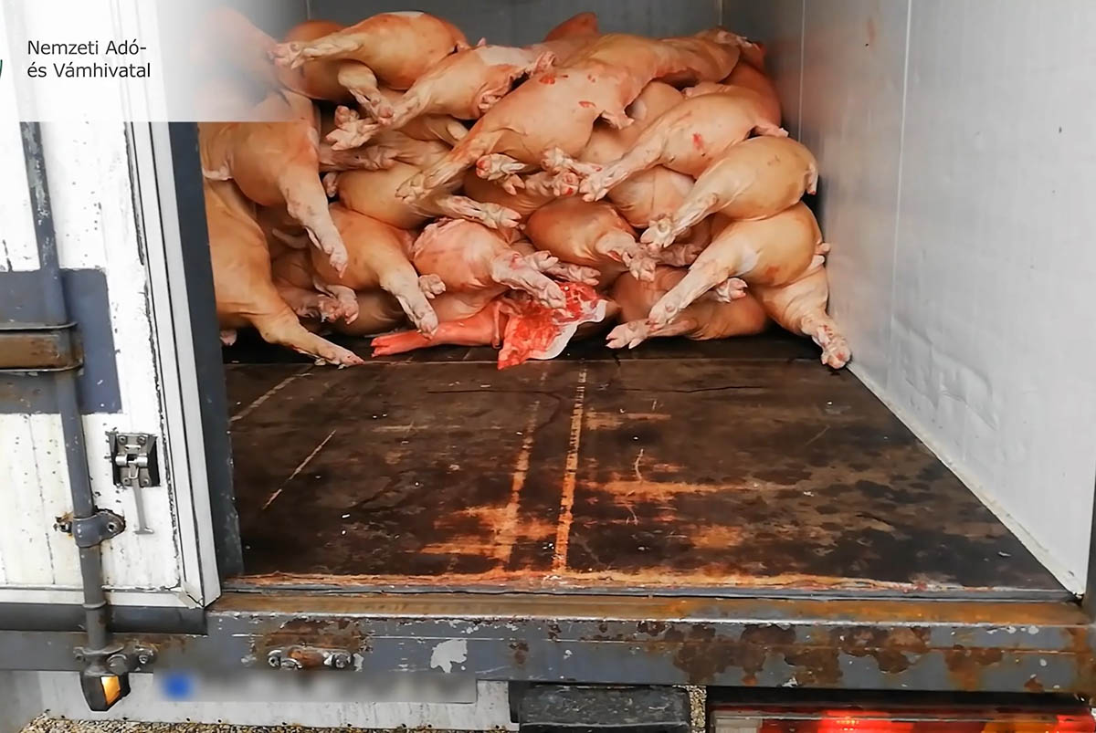 Hűtés nélkül szállítottak több tonna sertéshúst (videó)