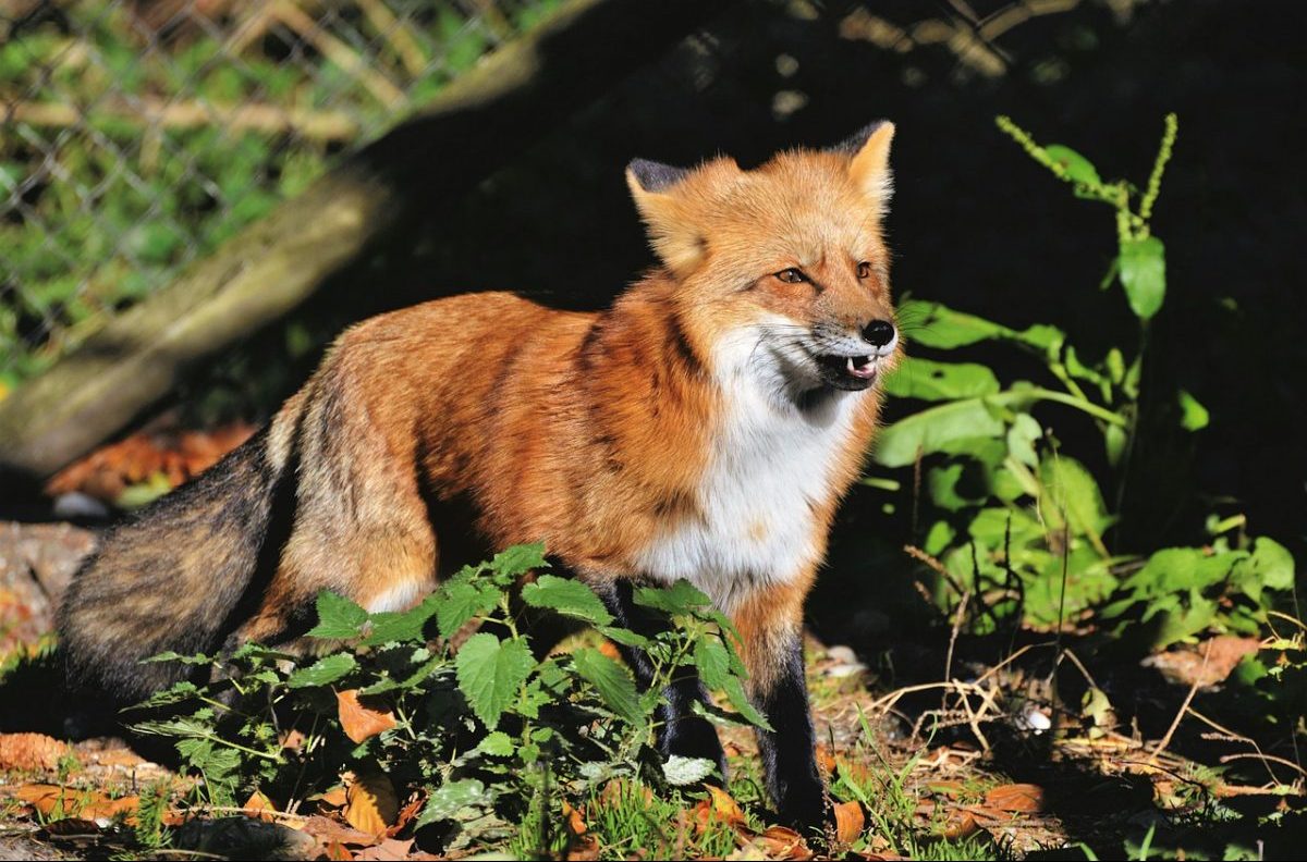 Indul a rókák tavaszi veszettség elleni vakcinázása