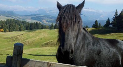 horse, ló