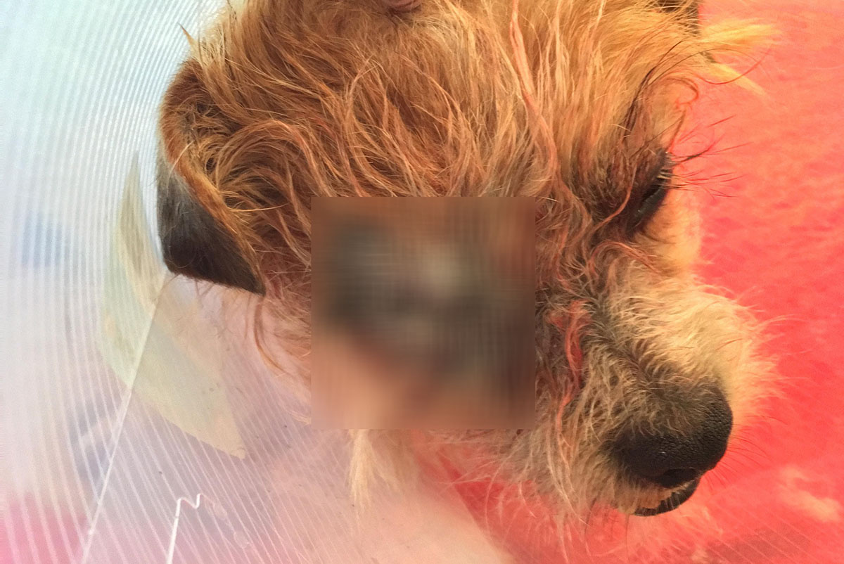 Meglőtte szomszédja kutyáját: Az ügy a bíróságon folytatódik
