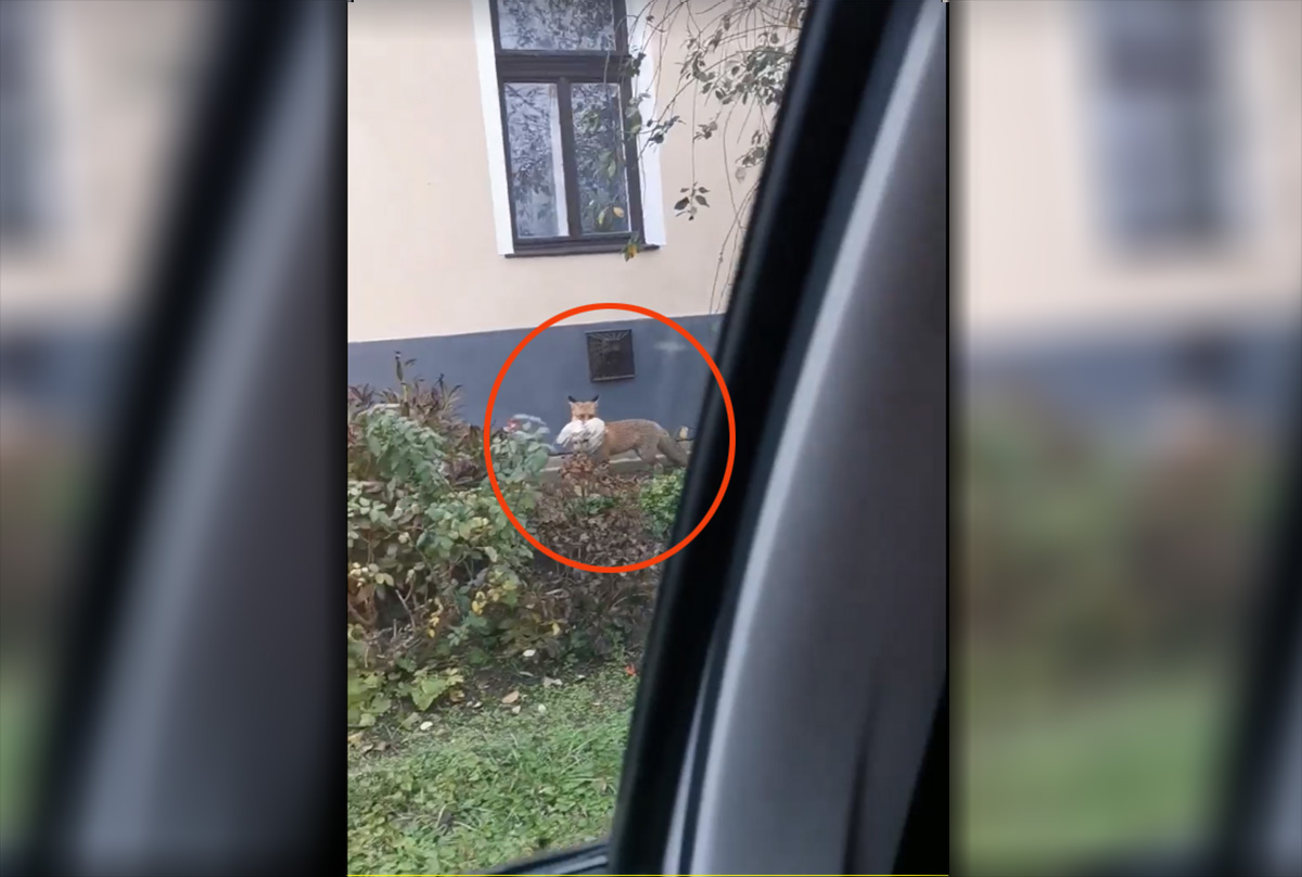 Csirkével a szájában videóztak le egy rókát Békéscsabán