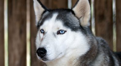 husky, kutya, kutatás