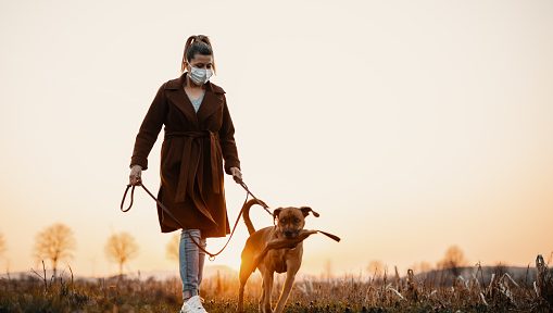 kutyasétáltatás, járvány
