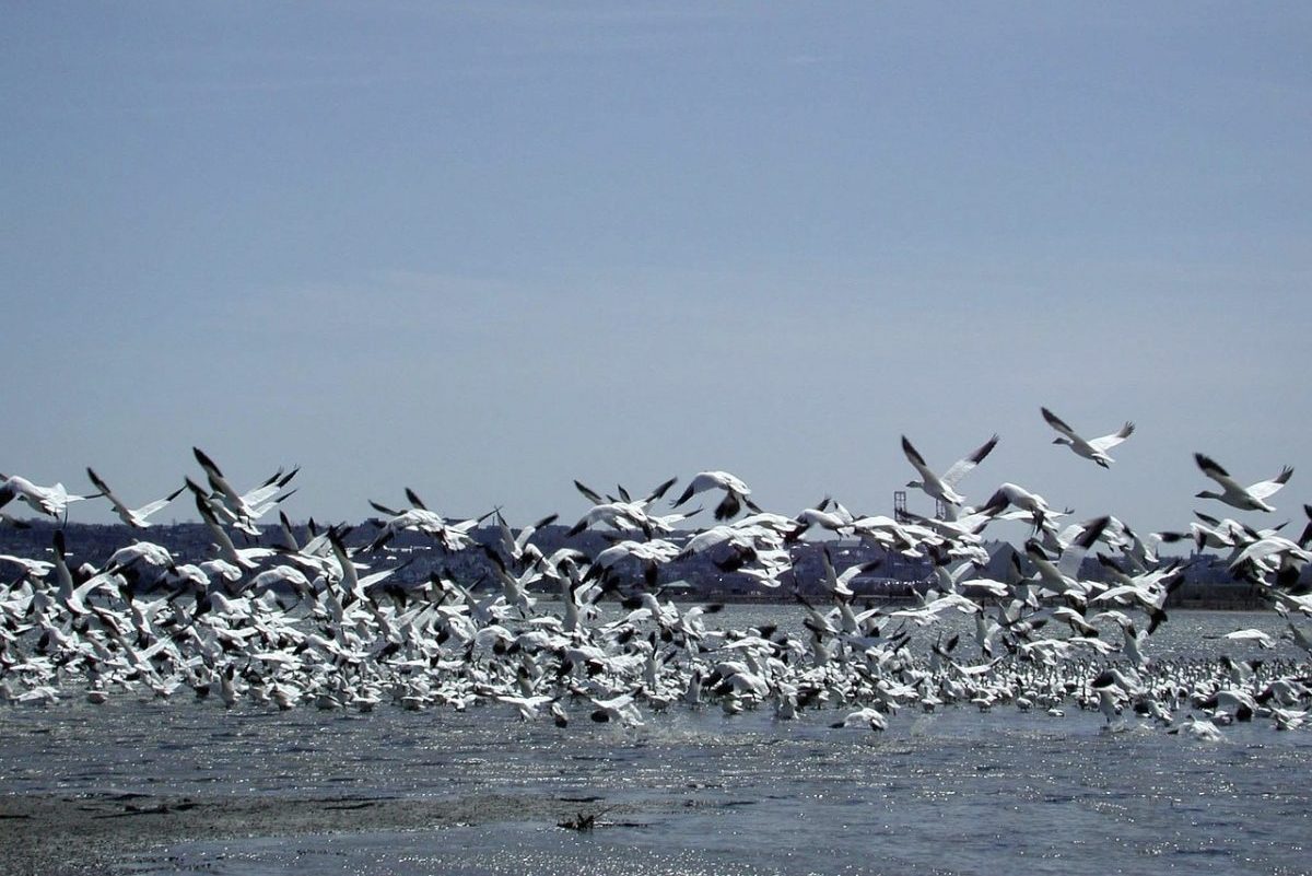 Élénkülő madárvonulás a Körös-Maros Nemzeti Parkban