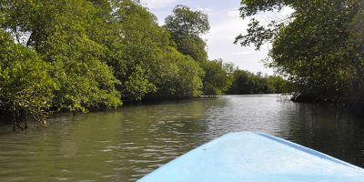 Mangrove erdő