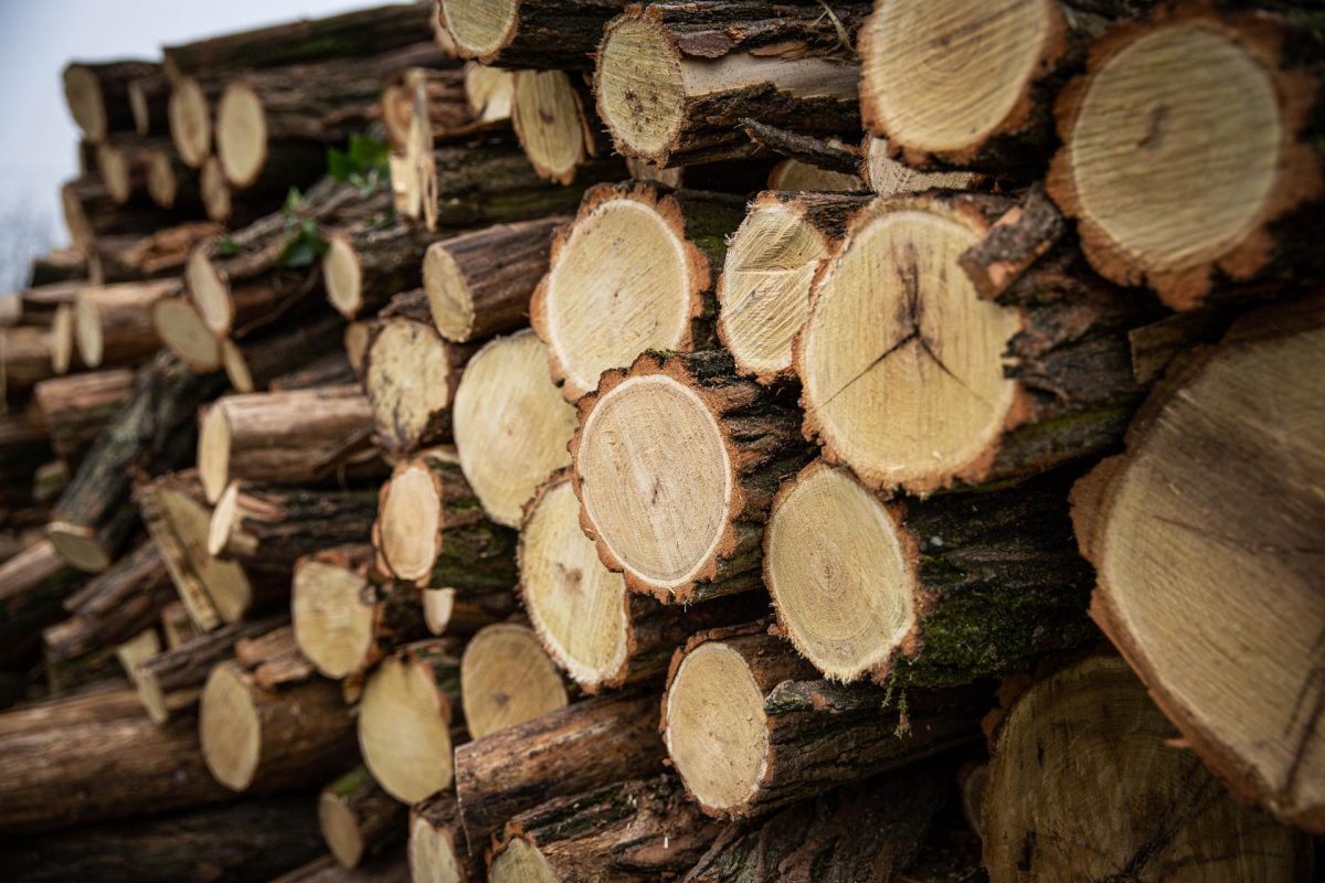 Tűzifaprogram: Már lehet jelentkezni a vásárlási szándékkal az erdőgazdaságoknál
