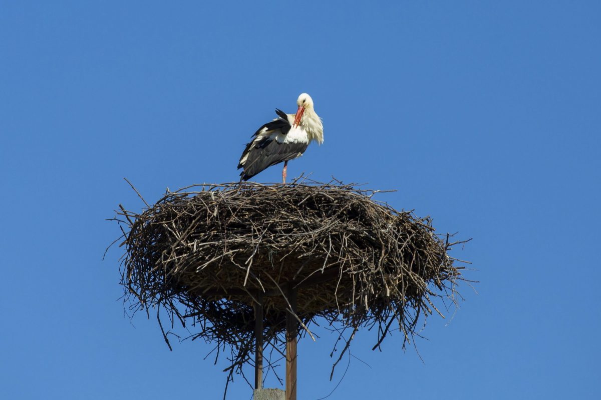 Megjöttek az első gólyák a Körös-Maros Nemzeti Parkba
