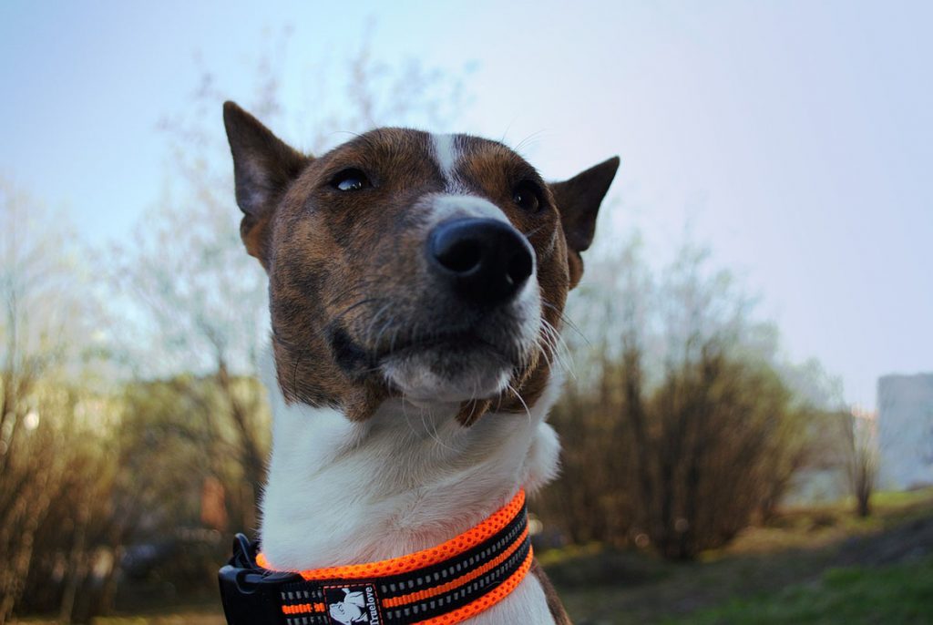 basenji, kutya, tudomány, genetika