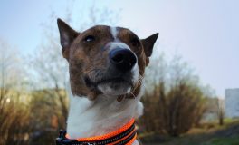 basenji, kutya, tudomány, genetika