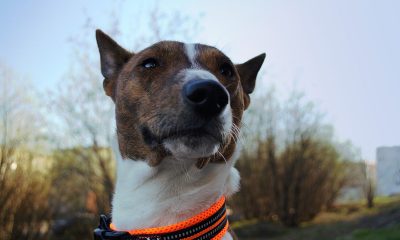 basenji, kutya, tudomány, genetika
