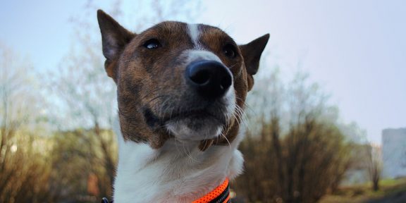 basenji, kutya, tudomány, genetika