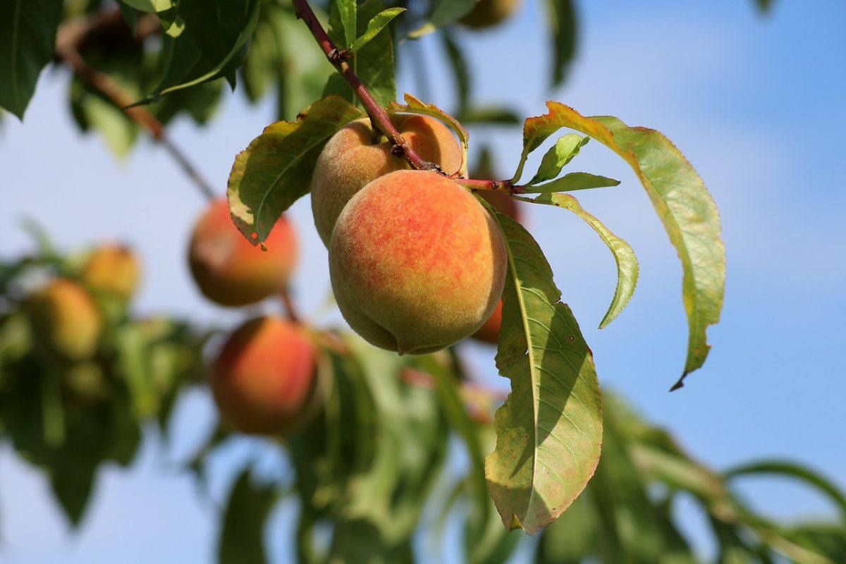 A legtöbb nyári gyümölcsből valamivel jobb termés várható, mint az elmúlt két évben