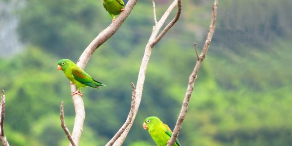 Amazonas