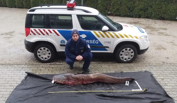 szürkeharcsa, orvhalász, orvhorgász, gereblyézés